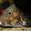 Map Puffer