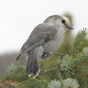Gray Jay