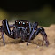 Jumping Spider