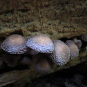 Armillariella mellea (honey mushrooms)