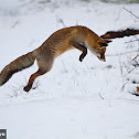 Red Fox