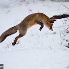 Red Fox