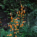 Ginger Flower