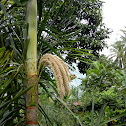 palm