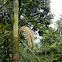 palm