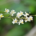 Orchid