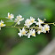 Orchid