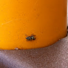 Bold jumping spider