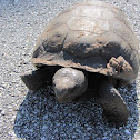 Gopher tortoise