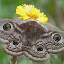 Small Emperor Moth