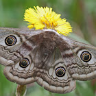 Small Emperor Moth