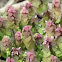 Purple Deadnettle