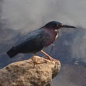 Green Heron