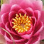 Water lily