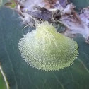 Scale insect (Lerp#1)