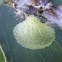 Scale insect (Lerp#1)
