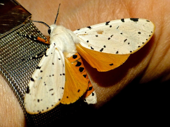 Spotting Image 1