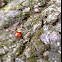 Lady beetle