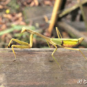 Praying mantis