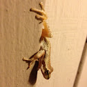 Pacific tree frog
