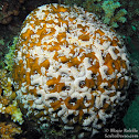 Secret Coral ?