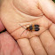 Banded net-winged beetle
