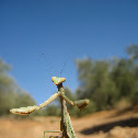 Praying Mantis