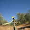 Praying Mantis