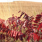 Sumac