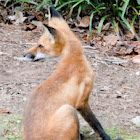 Fox