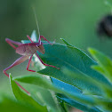 Pink katydid ...