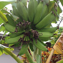 Apple bananas