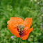 Poppy