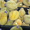 Durian