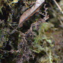 Moss-mimic Walking Stick