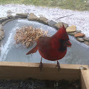 Northern Cardinal