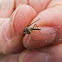 Snow Mosquito