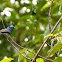 Black-naped Blue Flycatcher