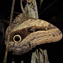Owl butterfly