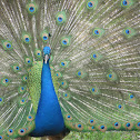 Indian Peafowl or Blue Peafowl