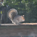 gray squirrel