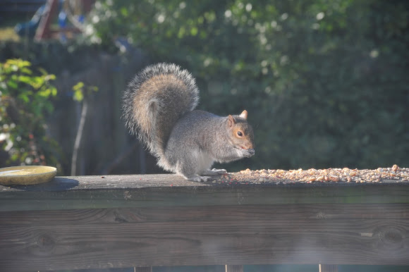 Spotting Image 1