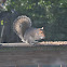 gray squirrel