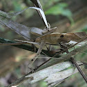 Casque-Headed Lizard