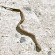 Viperine Water Snake