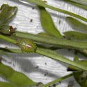 Stink bug Piezodorus guildinii