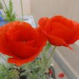 Flowers of Maharashtra & Madhya Pradesh 
