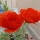 Flowers of Maharashtra & Madhya Pradesh 