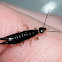 Ring-legged earwig