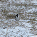 Willow Tit